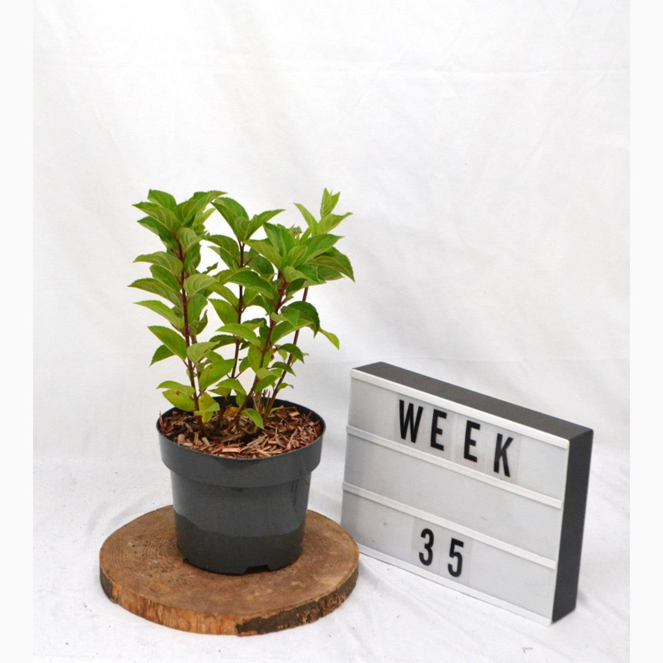 Syrenhortensia – Hydrangea paniculata 'Hercules' - C3 20-40 CM